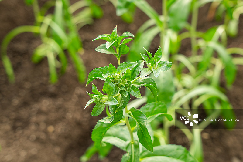 现代农业图片素材