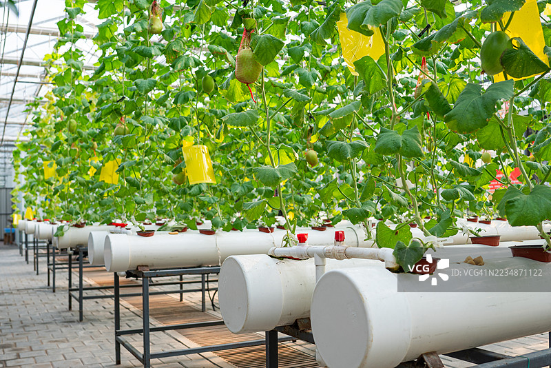 哈密瓜图片素材