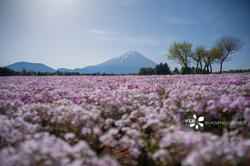 富士山与本州岛山梨县的粉色芝樱花田，芝樱与黄色小船。图片素材