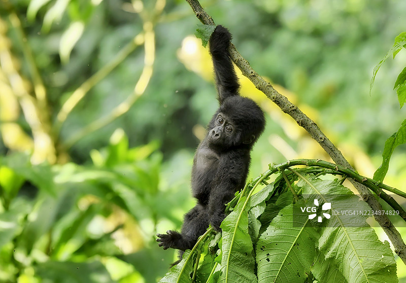 一只野生濒危的幼年大猩猩正在玩树枝图片素材