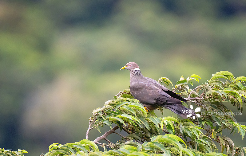 在哥斯达黎加蒙特维德树顶栖息的带尾鸽图片素材