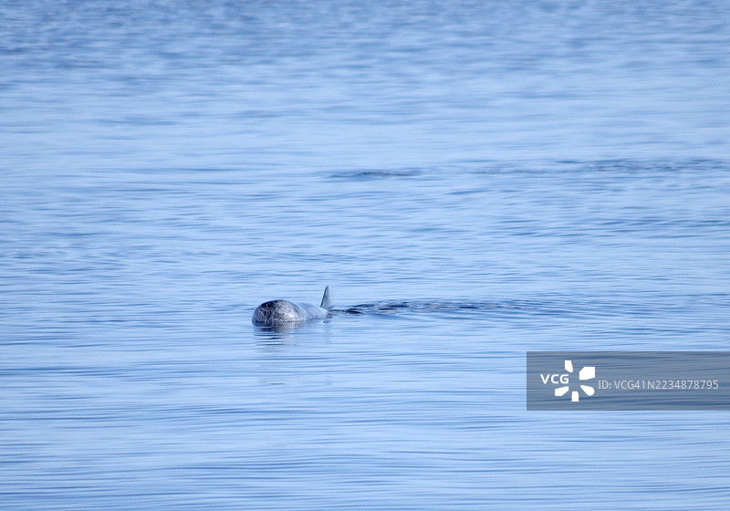 一只正面朝向的里索海豚。图片素材