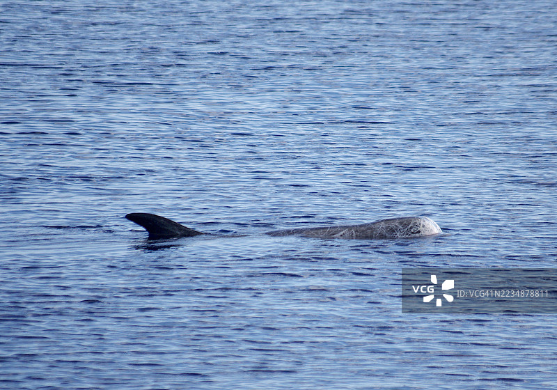 侧面特写的里索海豚。图片素材