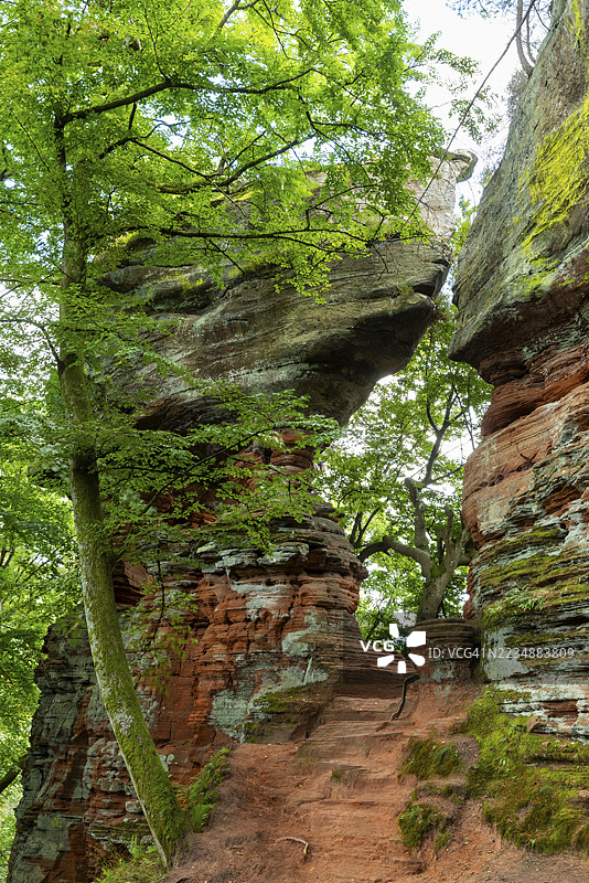 古城堡岩石、砂岩石、山毛榉（Fagus）、山毛榉科（Fagaceae）、埃彭布伦、普法尔茨森林、莱茵兰-普法尔茨、德国图片素材