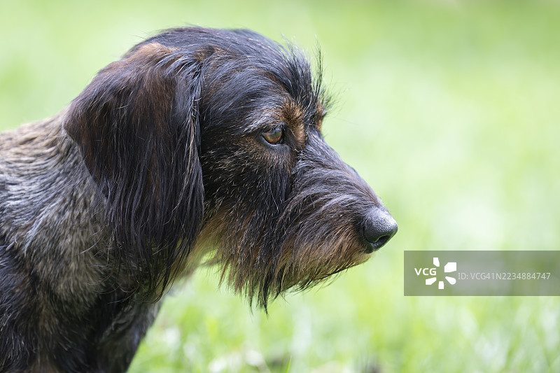 粗毛腊肠犬（犬科犬属），雄性，4岁，动物肖像，专注，德国巴登-符腾堡州斯图加特图片素材