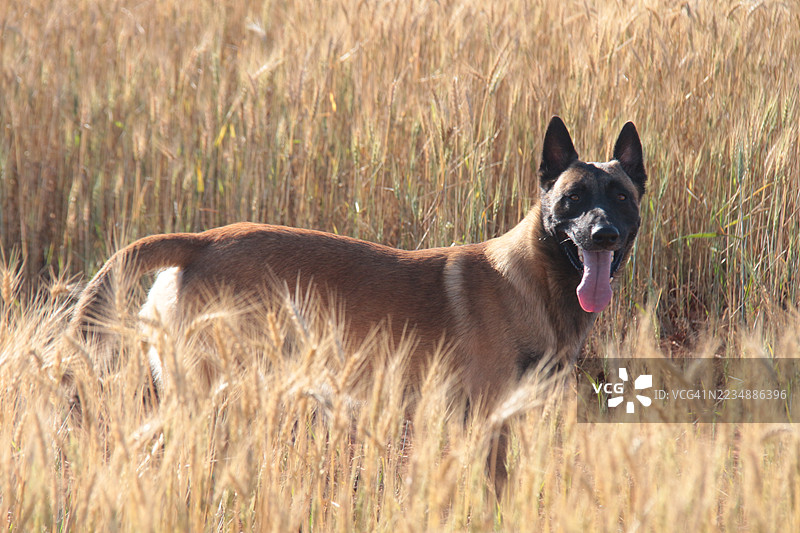 比利时马利诺犬图片素材