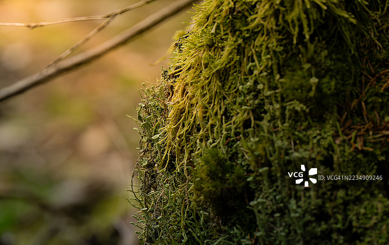 森林中的微小宝藏图片素材