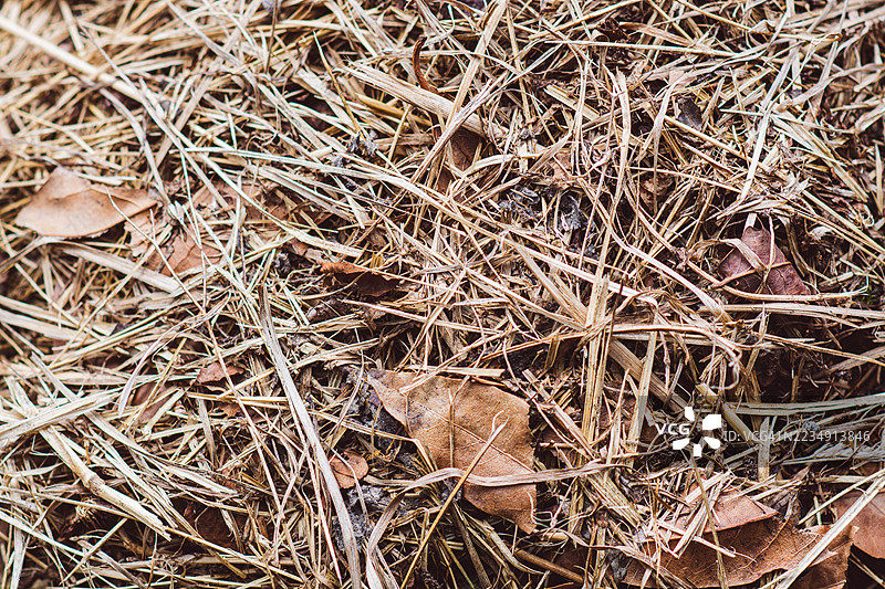 干燥的稻草和树叶构成了自然的纹理图片素材
