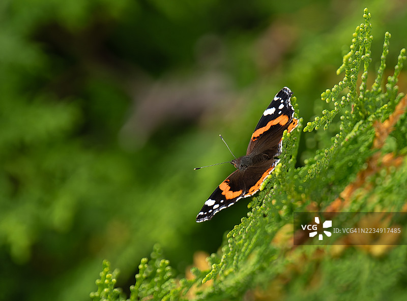 蝴蝶展开了翅膀图片素材
