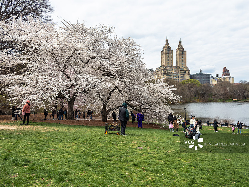 纽约的樱花图片素材