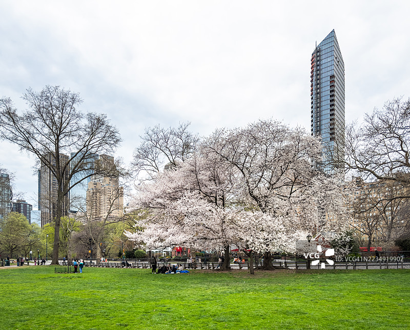 中央公园的樱花 - 纽约图片素材