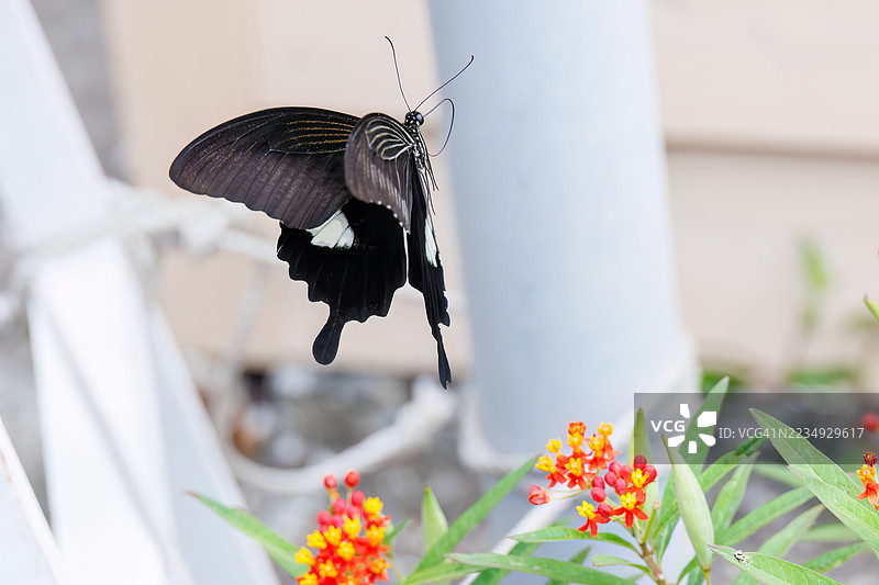 红色海伦蝶,学名 Papilio helenus。燕尾蝶。正在吸食蓝花丹的花蜜。日本静冈县南伊豆町加茂地区中木港 - 2025年7月12日图片素材