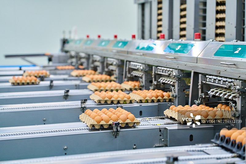 现代养鸡场的蛋包装过程图片素材