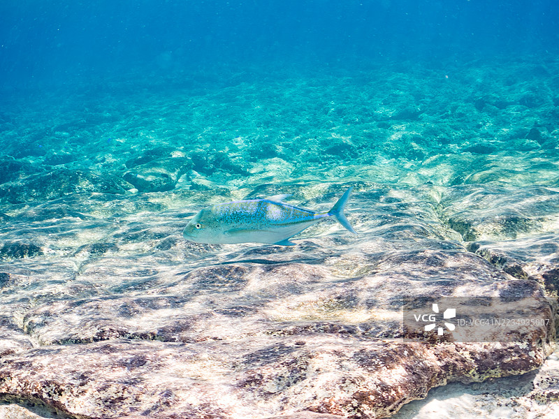 蓝鳍鲹,Caranx melampygus。一群热带鱼。美丽的珊瑚礁和游泳的人们。Gahi岛,座间味岛,慶良間群岛,岛尻郡,冲绳 - 2025年6月29日图片素材