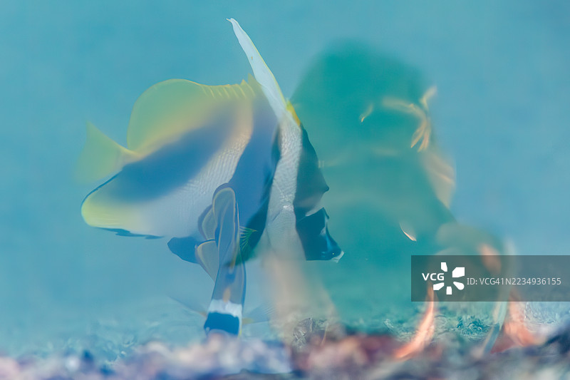 美丽的长鳍旗鱼(Pennant coralfish,Heniochus acuminatus)、浣熊蝴蝶鱼(Chaetodon lunula)在港口游泳。一群热带鱼。美丽的珊瑚礁和人们在游泳。座间味港,座间味岛,庆良间群岛,2025年。图片素材