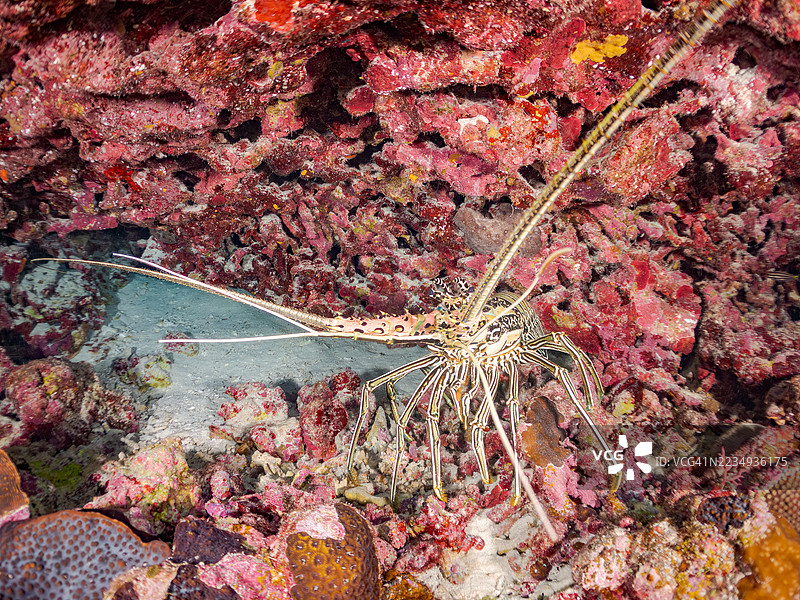 彩绘刺龙虾，彩色龙虾。热带鱼群。美丽的珊瑚礁和游泳的人们。阿穆罗岛，座间味岛，慶良間群岛，岛尻郡，冲绳 - 2025年6月30日图片素材