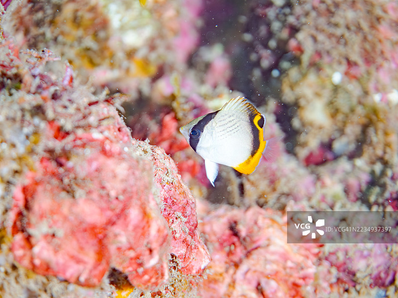 流浪蝴蝶鱼，学名Chaetodon Vagabundus，幼鱼。还有其他鱼类。鱼群。静冈县南伊豆，中木港，平藏海滩。- 2025年7月19日。图片素材
