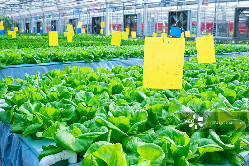 弗兰德生菜图片素材