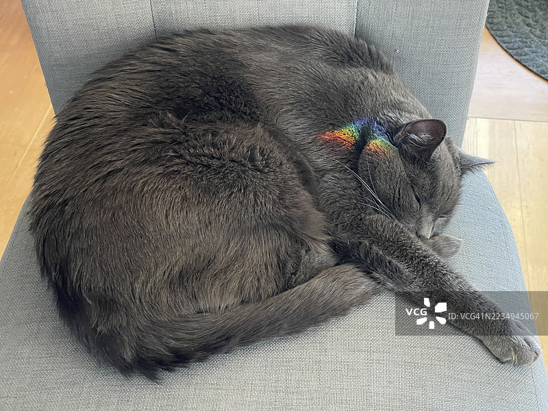 睡着的灰色猫咪与彩虹图片素材