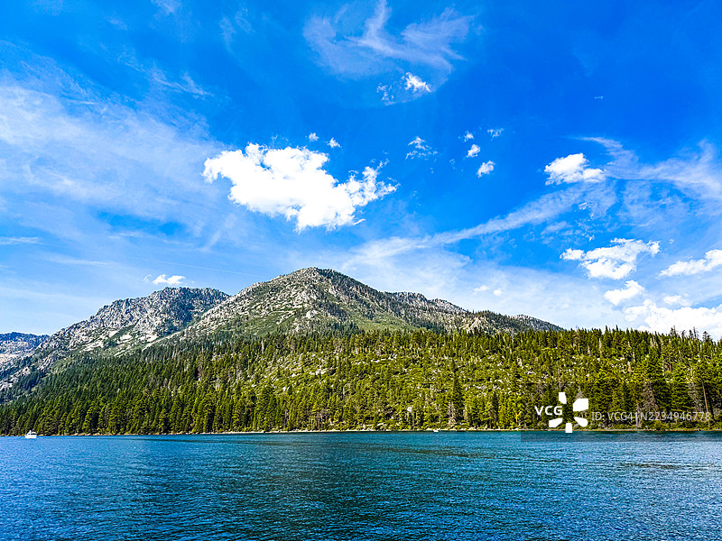 塔霍湖翡翠湾上方坡道上的松树图片素材