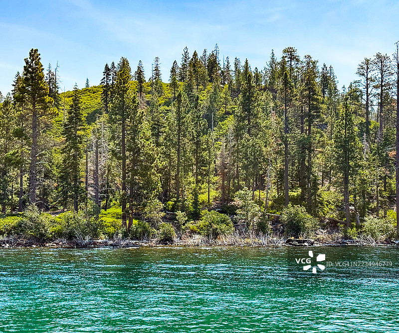 塔霍湖翡翠湾上方的坡道上的松树图片素材