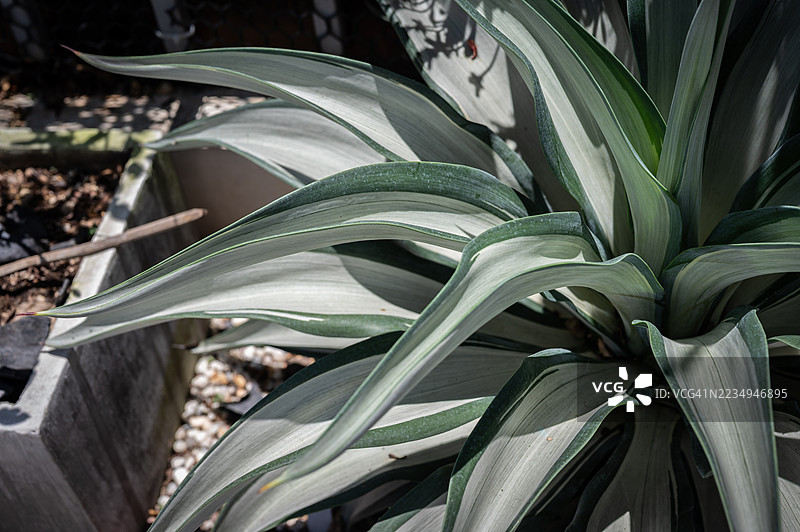 美丽的德斯梅蒂亚纳龙舌兰 'Quicksilver' 的叶子和刺的特写镜头。龙舌兰植物在园艺中非常受欢迎。图片素材