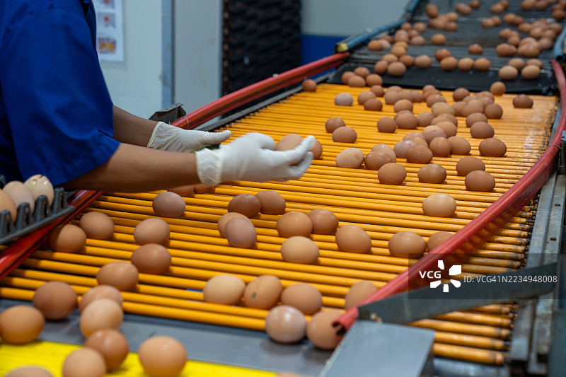 质量控制：在手工采摘中分离受损鸡蛋图片素材