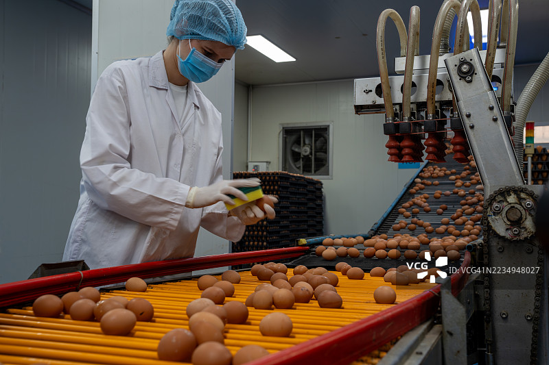 质量控制：生产线上对鸡蛋的细致检查图片素材