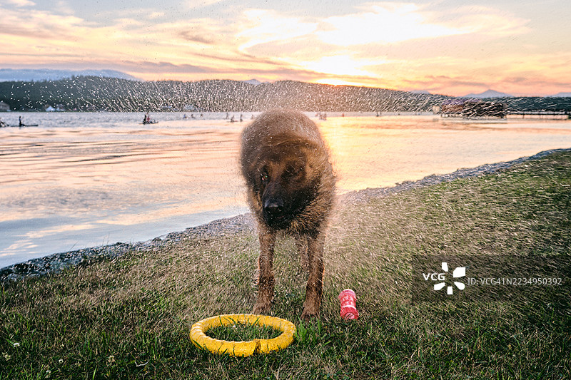 狗在湖里玩耍后搞笑地甩掉身上的水。图片素材