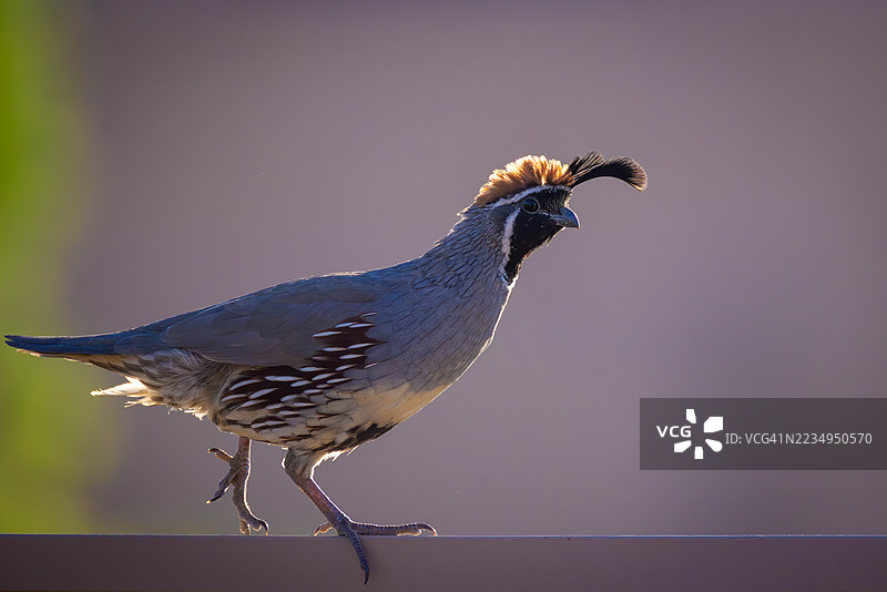 背光侧影中的雄性甘贝尔鹌鹑，亚利桑那州凤凰城图片素材