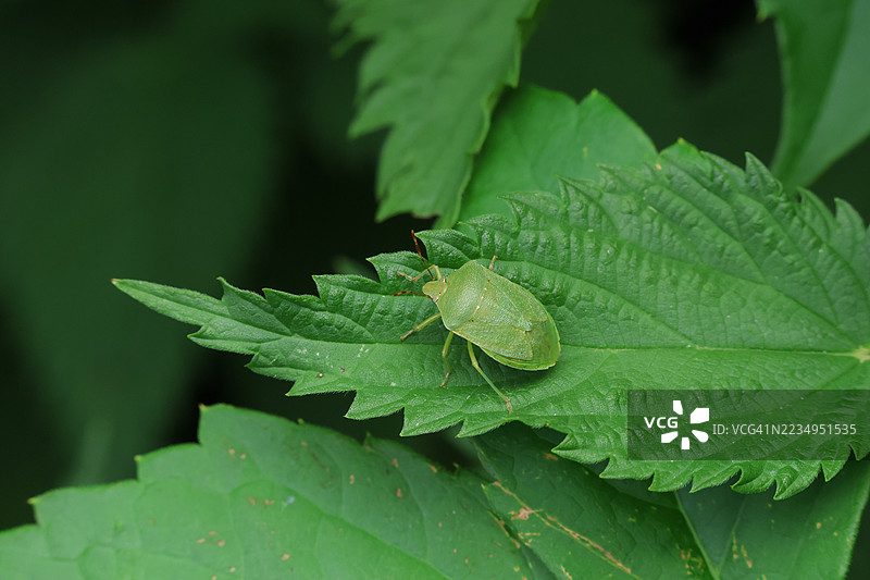 南方绿盾虫（Nezara viridula）在植物叶子上。图片素材