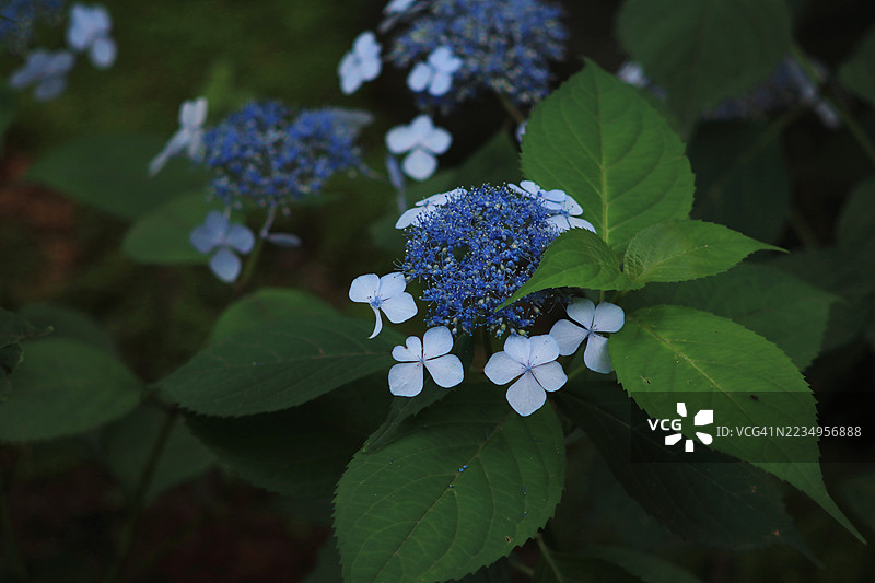 绣球花 '甘茶'（天茶/阿马茶）开花中图片素材