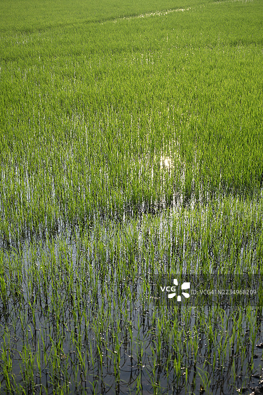 阳光照射下的绿色稻田图片素材