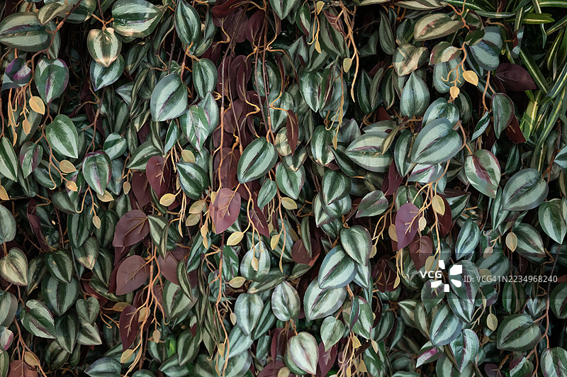 建筑外墙上的人造植物叶塑料面板图片素材