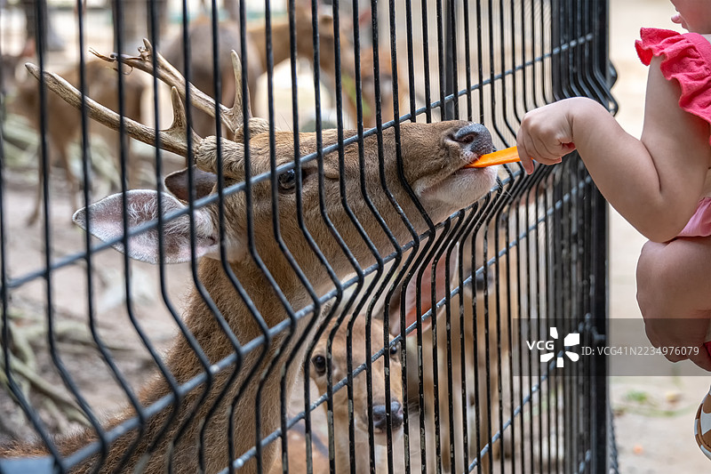小女孩在养动物图片素材