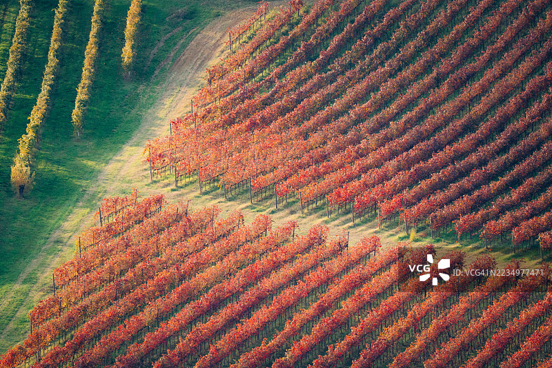 意大利莫德纳的卡斯特尔维特罗秋季葡萄园为兰布鲁斯科葡萄收获做准备。图片素材