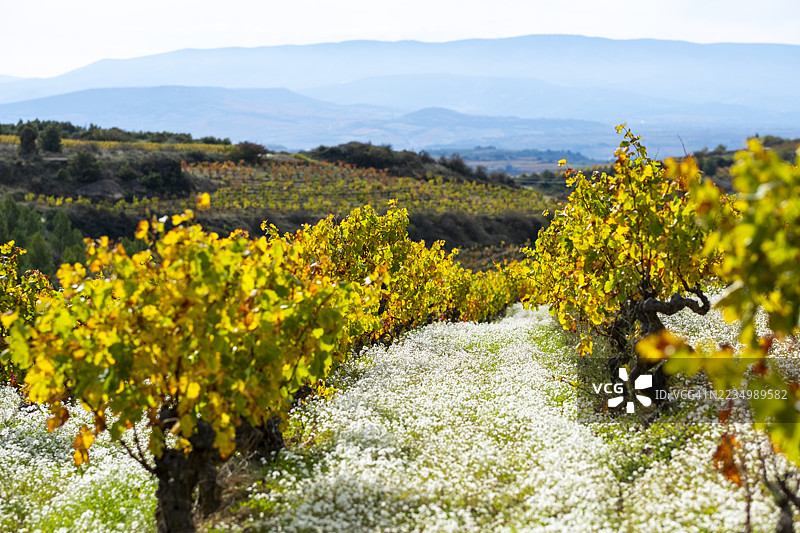 西班牙拉里奥哈的葡萄园小径，秋天的色彩和远处的山丘图片素材