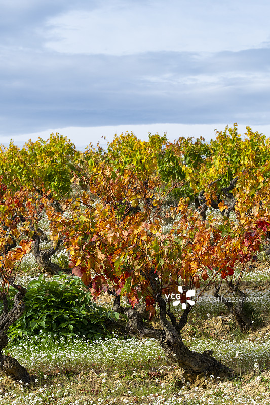 拉里奥哈的葡萄园田野，秋季橙色和红色叶子的色调图片素材