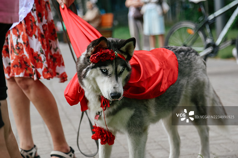 穿着小红帽的成年哈士奇与主人一起参加户外宠物活动图片素材