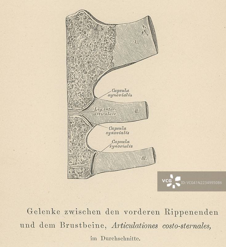 旧版雕刻插图展示了胸肋关节，亦称为胸软骨关节或肋胸关节，是与胸骨相连的真肋肋软骨的滑液平面关节。图片素材