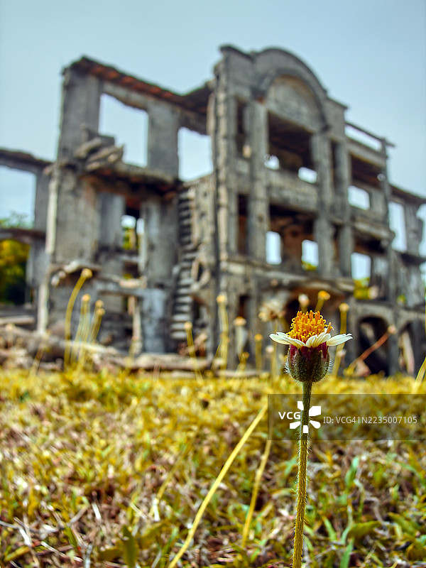 特写、低角度拍摄了一朵中心为黄橙色的小巧精致的白花。图片素材