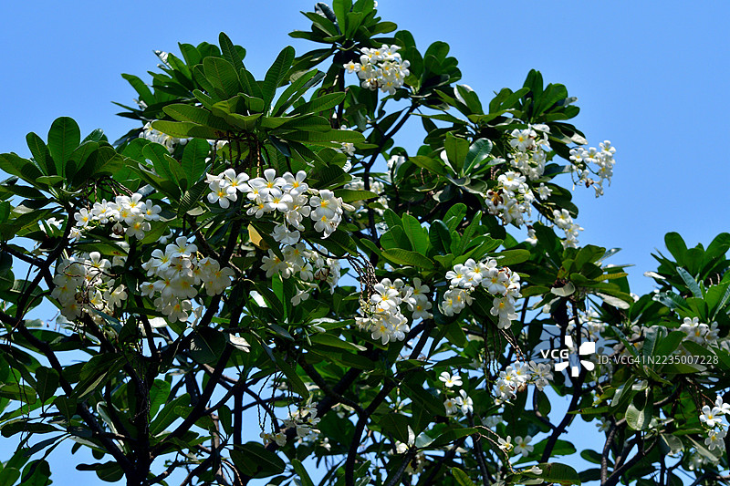 缅栀花/香兰花：常绿热带植物，盛开绚丽芬芳的花簇图片素材