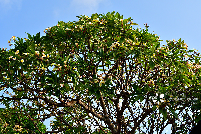 缅栀花/鸡蛋花：常绿热带植物，盛开绚丽芬芳的花簇图片素材