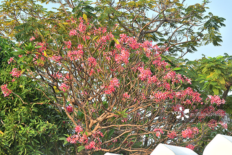 缅栀/鸡蛋花：常绿热带植物，盛开绚丽芬芳的花簇图片素材