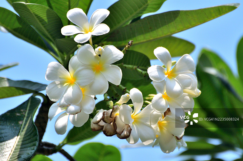 缅栀/鸡蛋花：常绿热带植物，盛开绚丽芬芳的花簇图片素材