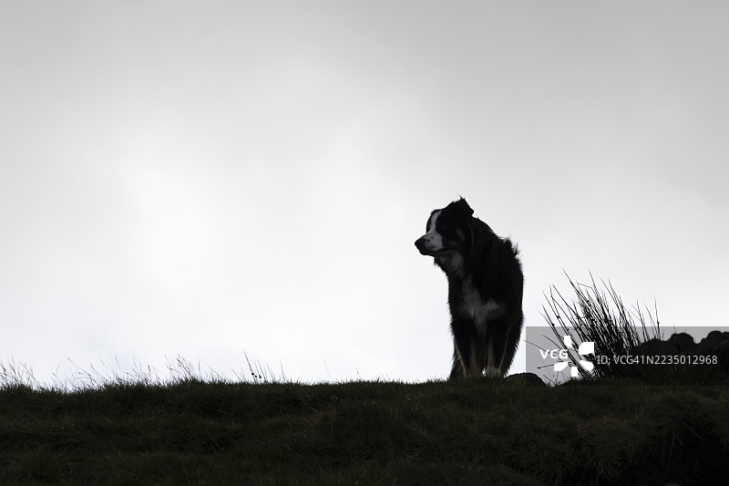 山顶上的边境牧羊犬与灰色天空相映成趣图片素材
