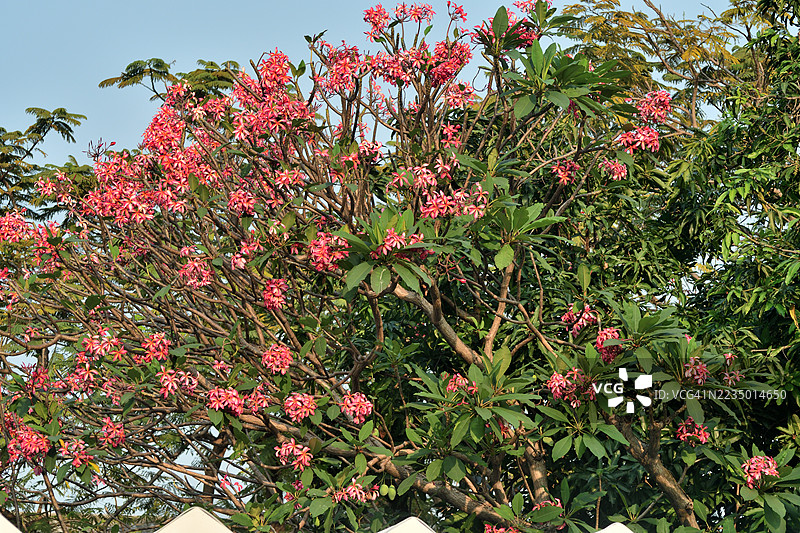 缅栀/香兰花：常绿热带植物，盛开绚丽芬芳的花簇图片素材