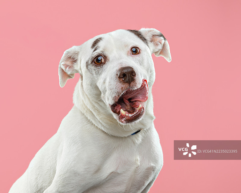 一只白狗舔着嘴唇期待食物图片素材
