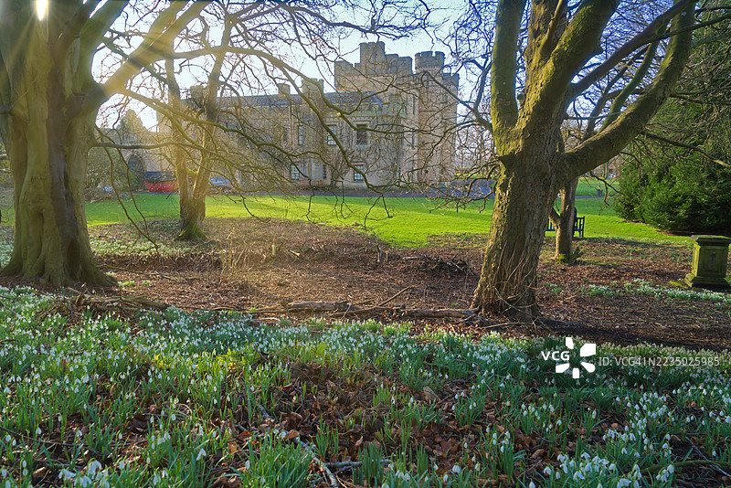二月在苏格兰的比恩斯历史宅邸(靠近林利斯戈)的雪花莲。林利斯戈,西洛锡安,苏格兰,英国。图片素材