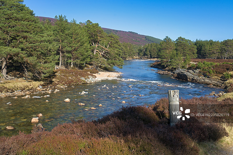 迪河在布雷马尔附近的迪林流向东，春季的石楠花色彩。马尔庄园。皇家迪赛德，阿伯丁郡，高地地区，苏格兰，英国。图片素材